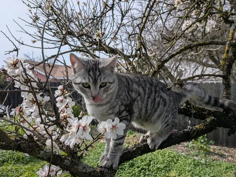 Nuski standing on a branch among spring blossoms